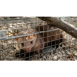 JohnGreen Cage de capture pour martres et autres nuisibles