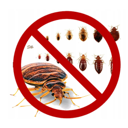 One Shot traitement contre les punaises de lit et insectes rampants
