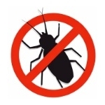 Insectes