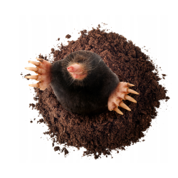 BROS Sonic protection du jardin contre les taupes et campagnols