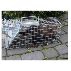 Piège cage pour martres et rats installé en extérieur