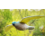Faucon répulsif anti oiseaux NO PEST pour jardin