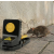 Piège mécanique NO PEST Rat Crusher contre les rats et souris