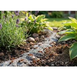 NO PEST Poudre anti fourmis pour jardin, terrasse et extérieur