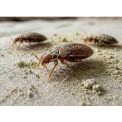 Punaises de lit ciblées par NO PEST Chabarim