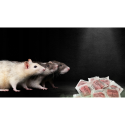 RATIMOR pâte rodenticide au Bromadiolone contre les rats